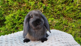 Zakrslý beránek, králíček, králík - PEGAS - 16