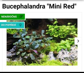 Akvarijní rostlinky a krevetky Red Cherry - 16