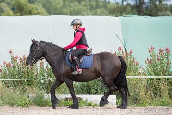Fellský pony -  klisna ježděná dětmi - 16