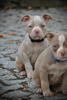 Štěňátka American Bully - 16