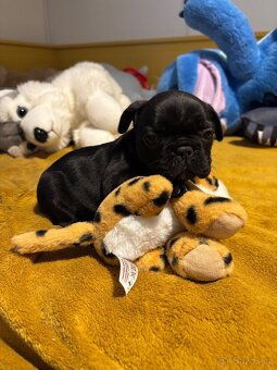 Francouzský buldoček - 16