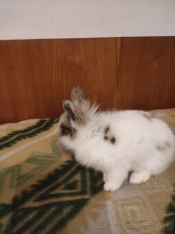 Králík zakrslý - 16