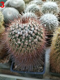 kaktusy mammillarie - 16