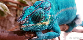 Chameleon Pardálí Nosy Be Blue - 16