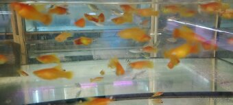 Čtverzubec trpasličí - 16