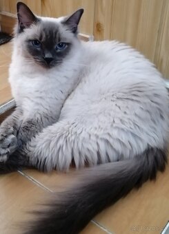 Ragdoll koťátka bez PP - 16