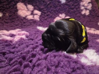 Anglický kokršpaněl – černí chlapečci s PP - 16