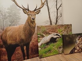 Obrazy lesních zvířat-foto na plátně - 16