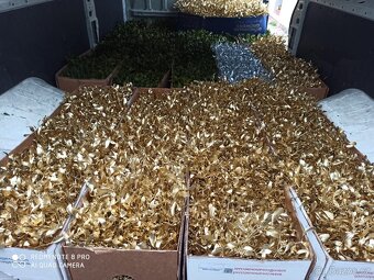 Prodáme vánoční jmelí 🌿🌿 - 16