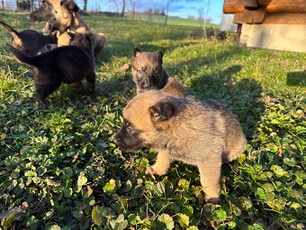 Belgický ovčák x Německý ovčák - 16