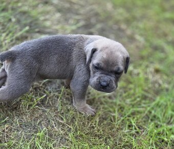 cane corso - 16