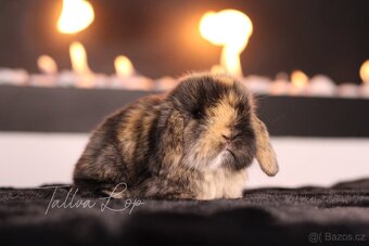 Minilop Králičci - TALLVALOP - 16