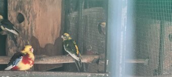 Prodám Penant červený straka, Papoušek Horský, Kakadu Růžový - 16