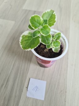 Rostliny, kytky, pokojovky - 16