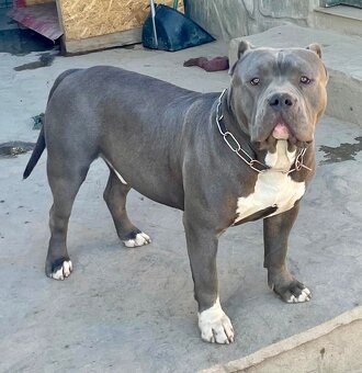 American Bully s PP - 16