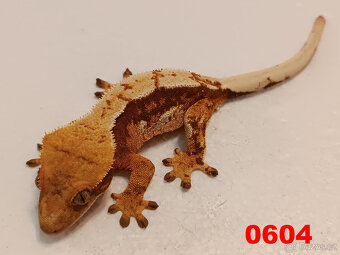 Pagekon řásnatý  Samice. - 16