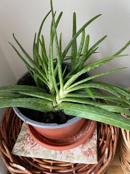 Pokojové rostliny - 16