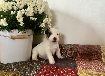 Štěňata Parson Russell Terier s PP - 16