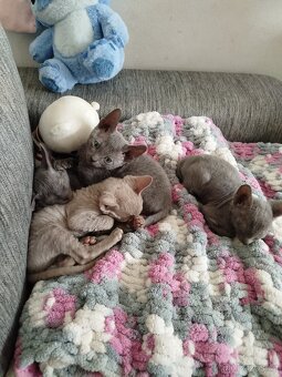 Cornish rex koťátka - 16