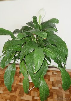 Spathiphyllum – Toulcovku (Lilie míru) - 16