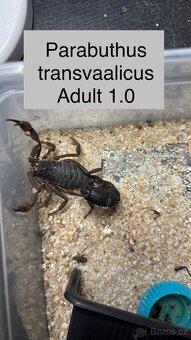 Štíři - aktuální nabídka říjen/listopad - 16