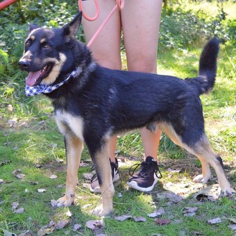 Janot hledá domov - 16