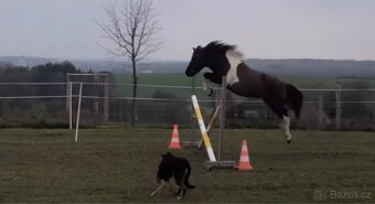 Úžasný Valášek do pony sportu - 16