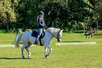 Líbivá connemara klisna do sportu - 16