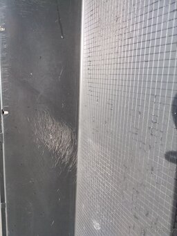 2 morčecí mladí samci nekastrovaní - jen spolu - 16