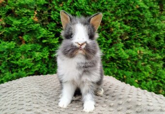 Zakrslý králík, králíček -(lvíček)-TIMMY - 16