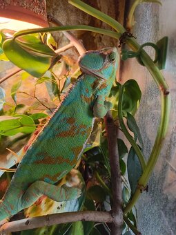 Chameleon jemenský - mláďata - 16