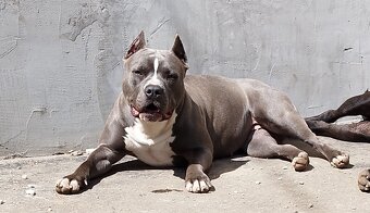 American Bully Standard - 16