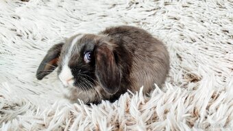 Zakrslý beránek, králíček, králík - TEA - 16