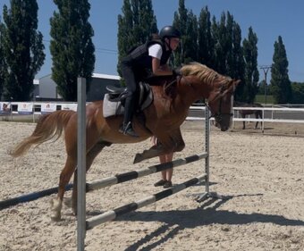 Prodej velmi hodného vychovaného pony poníka kategorie B - 16