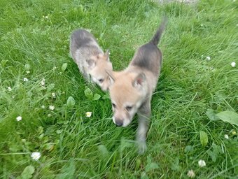 Československý vlčák – štěňata na prodej 🐺 - 16