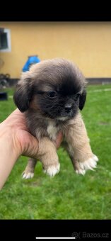 Trpaslíči Pekinézer - 16
