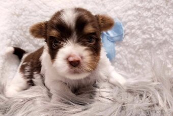 Yorkshire Terrier Biewer,Biro a Black and tan - 16