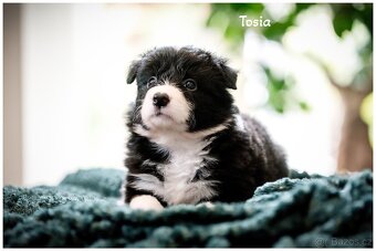 Border Collie, Border Kolia s PP FCI - 16