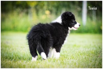Border Collie, Border Kolia s PP FCI - 16