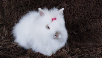 Zakrslý králík, králíček -(TEDDY)-HEIDY - 16