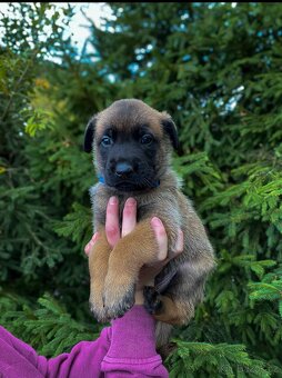 Belgický ovčák - Malinois - 16