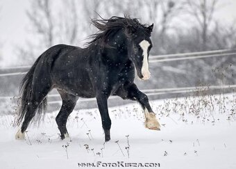 Připouštění Welsh cob - D - 16