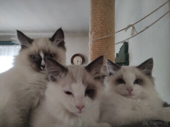 Ragdoll kocourek bez PP - 16