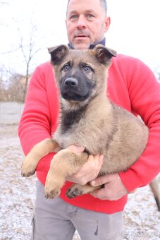 Německý ovčák štěňata s PP, work line, - 16