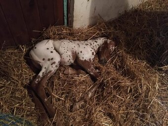 Appaloosa připouštění - 16