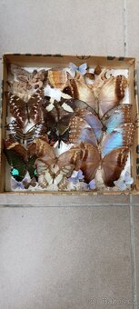 Prodám velikou sbírku motýlů - 16