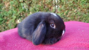 Zakrslý beránek, králíček, králík - DAN - 16