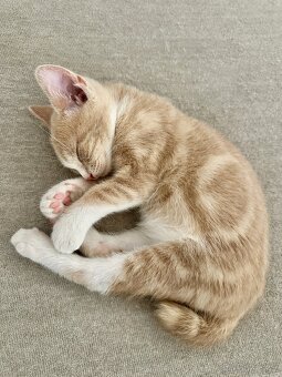 Daruji Kočičky - 16