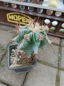 Kaktusy sukulenty - 16