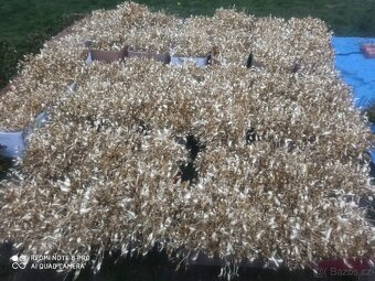 Prodej jmelí 2025🌿 - 16